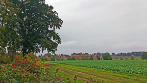 27 schorlingborstel